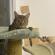 Miou's picture